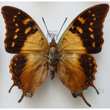 Charaxes cowani Butler, 1878 Senegal 66mm99n